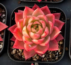 Pink and green variegated echeveria rosette in a black plastic pot