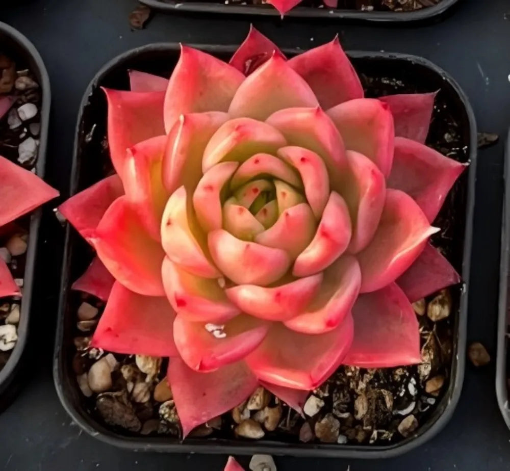 Echeveria Sky Crystal Variegata Soil Song