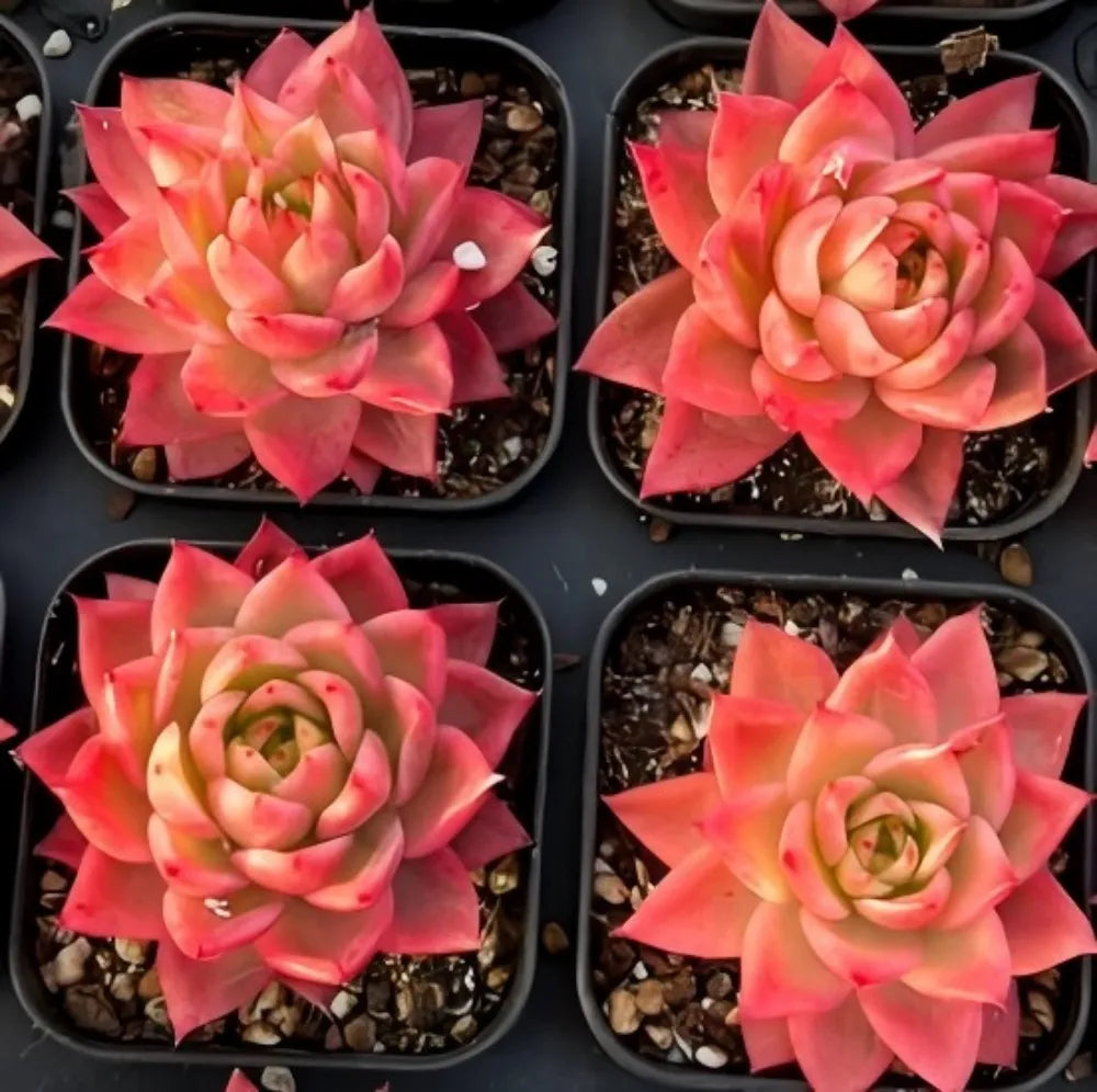 Pink echeveria rosettes with lighter green centers in small black pots