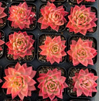 Multiple pink and green echeveria rosettes in black plastic nursery pots