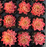 Echeveria Sky Crystal Variegata Soil Song