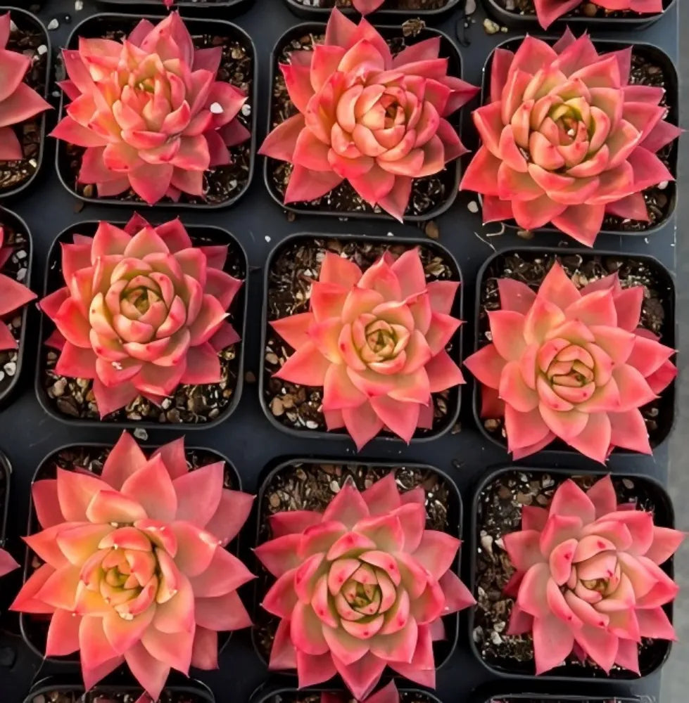 Echeveria Sky Crystal Variegata Soil Song