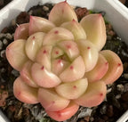 Succulent rosette with translucent pale cream and blush pink leaves, clustered tightly