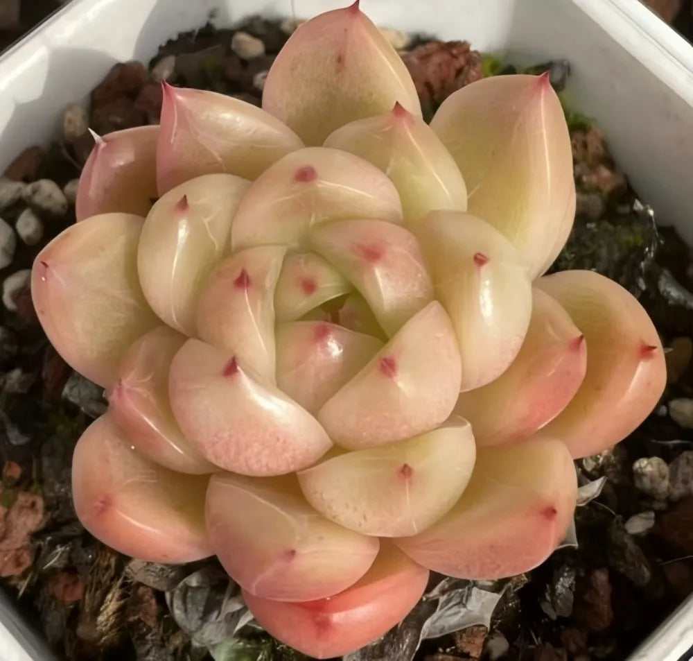 Echeveria Sky Jenny Soil Song