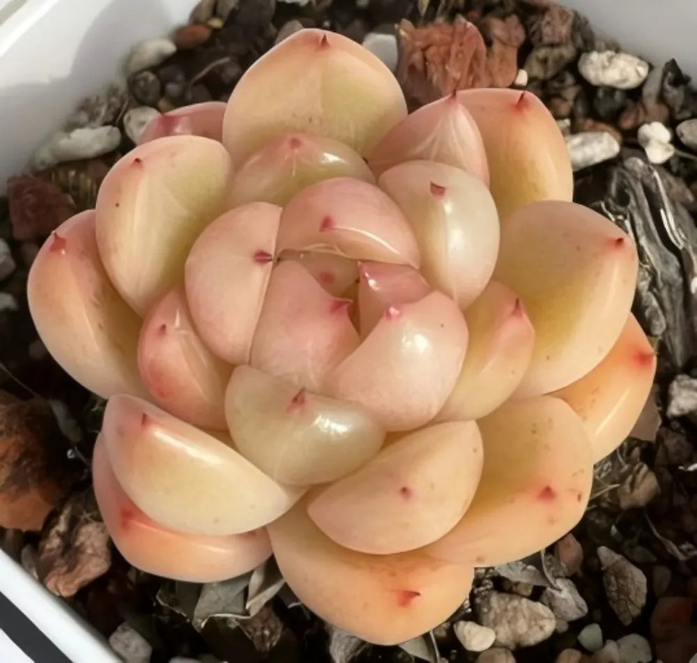 Succulent echeveria with layered pale cream leaves and scattered pink tips, compact rosette