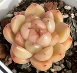 Echeveria Sky Jenny Soil Song