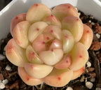 Succulent rosette featuring pale yellow-cream leaves with blush pink edges and speckles