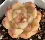 Echeveria Sky Jenny Soil Song