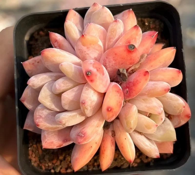 Echeveria succulent rosette cluster, peach and cream leaves in a black tray
