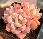 Echeveria Snow Angel Cluster Soil Song