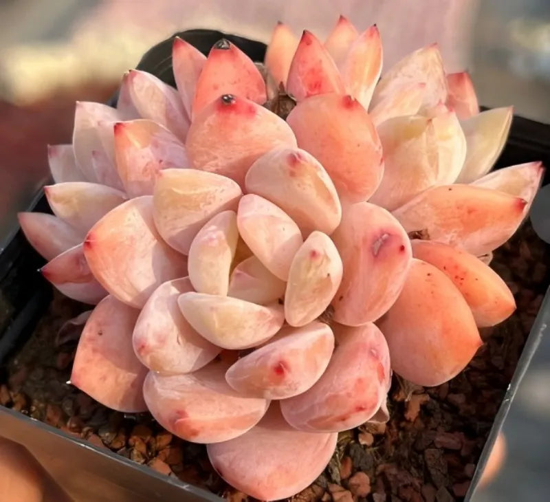 Echeveria Snow Angel Cluster Soil Song