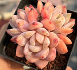 Echeveria Snow Angel Cluster Soil Song
