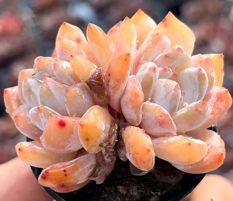Echeveria succulent two-head cluster with pale peach rosette leaves and reddish tips
