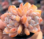 Echeveria succulent rosette cluster, thick light peach leaves with red speckles