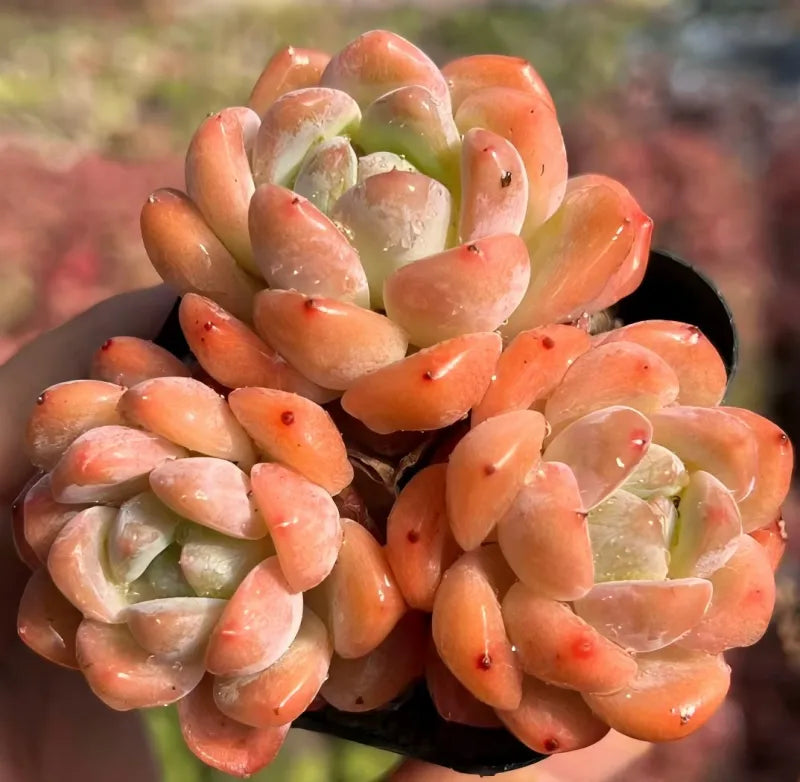 Snow Dream cluster succulent, orange-pink rosettes with pale green centers in pot