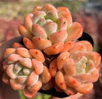 Snow Dream cluster succulent, orange-pink rosettes with pale green centers in pot