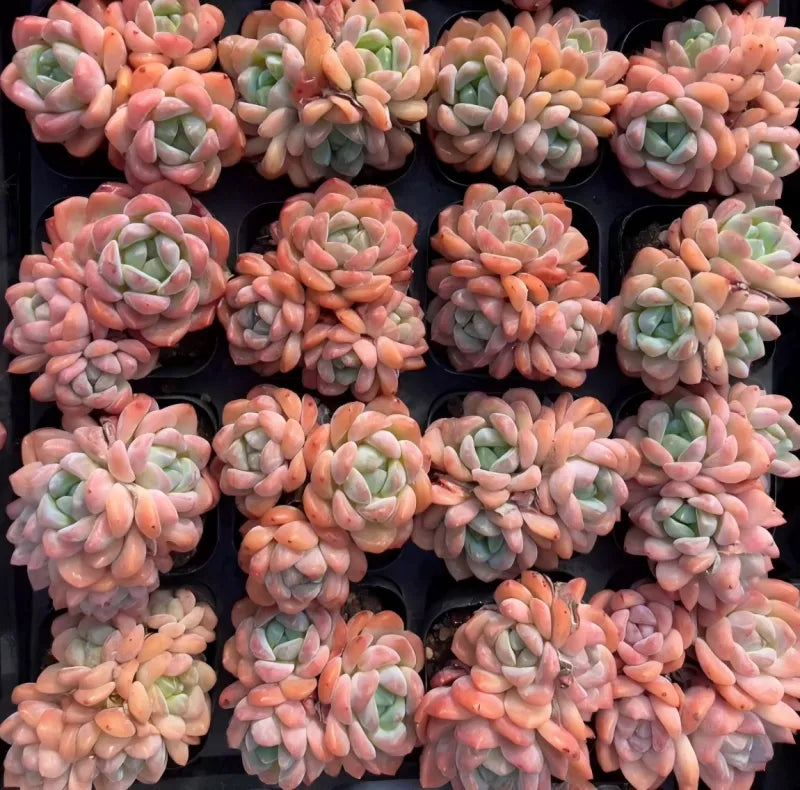 Cluster of small succulent rosettes in orange, pink, and green tones on black tray
