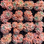 Cluster of small succulent rosettes in orange, pink, and green tones on black tray