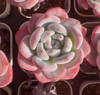 Pink and cream echeveria rosette succulent with layered, pointed leaves.