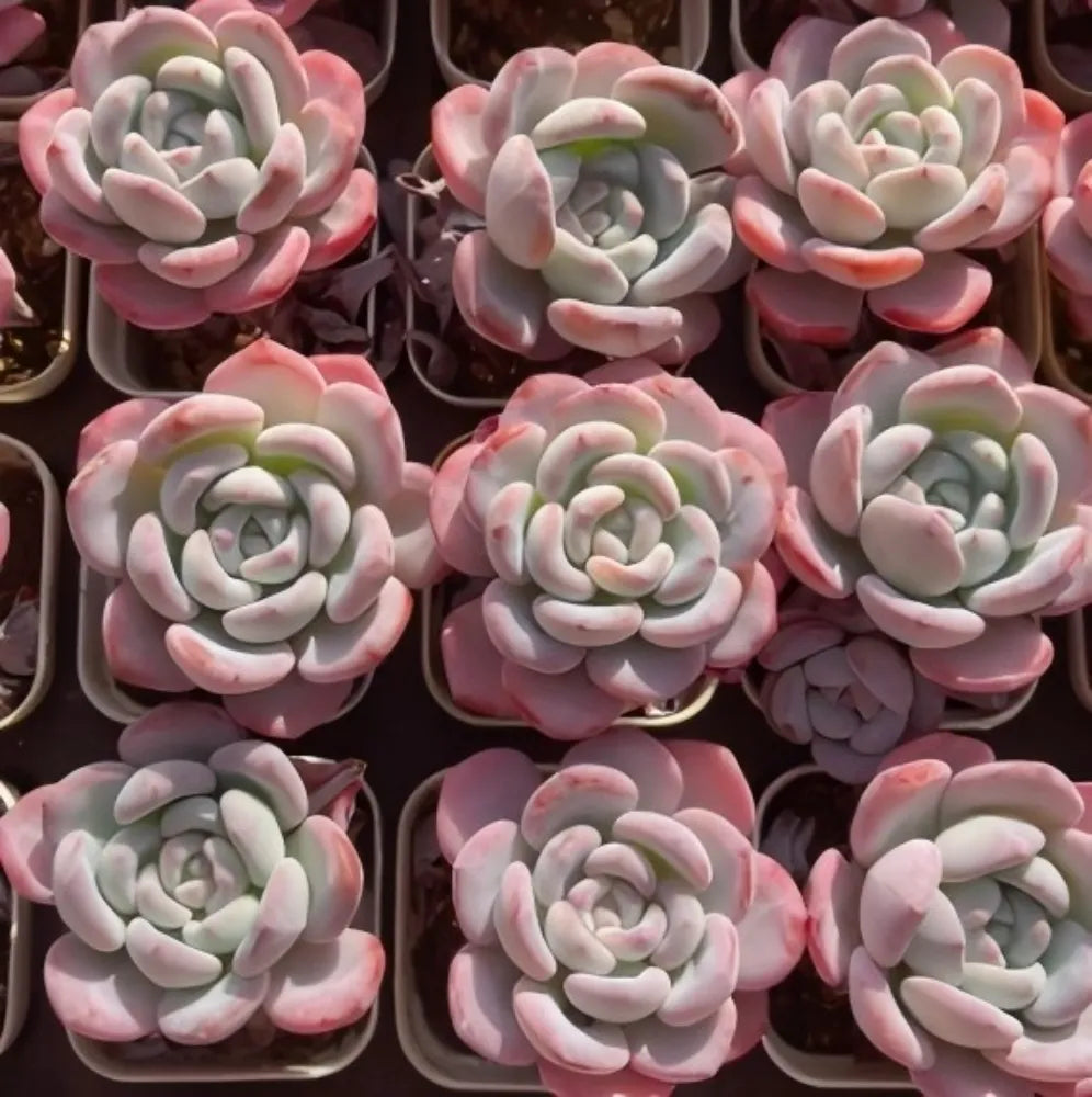Multiple pink and cream echeveria rosette succulents with thick, spoon-shaped leaves.