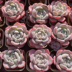 Multiple pink and cream echeveria rosette succulents with thick, spoon-shaped leaves.