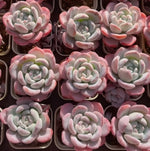 Echeveria Snow Drift Soil Song