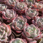 Assorted pink and pale green echeveria succulents in clustered pots, rosette leaves.