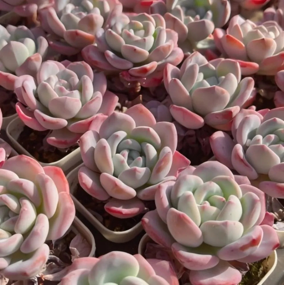 Echeveria Snow Drift Soil Song