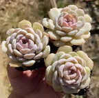 Echeveria rosette succulent trio in small pots, pale cream leaves and pink centers