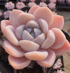 Succulent rosette in pale pink and cream tones with tight layered leaves
