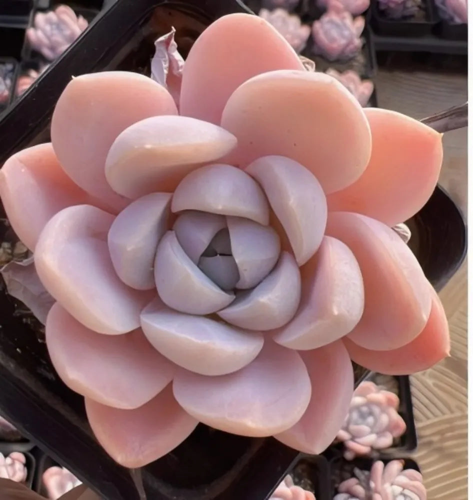 Echeveria Snow Mochi Soil Song