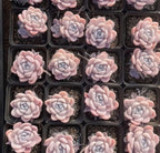 Pack of succulent rosettes with pale pink, cream, and lavender leaves in trays
