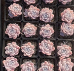 Echeveria Snow Mochi Soil Song