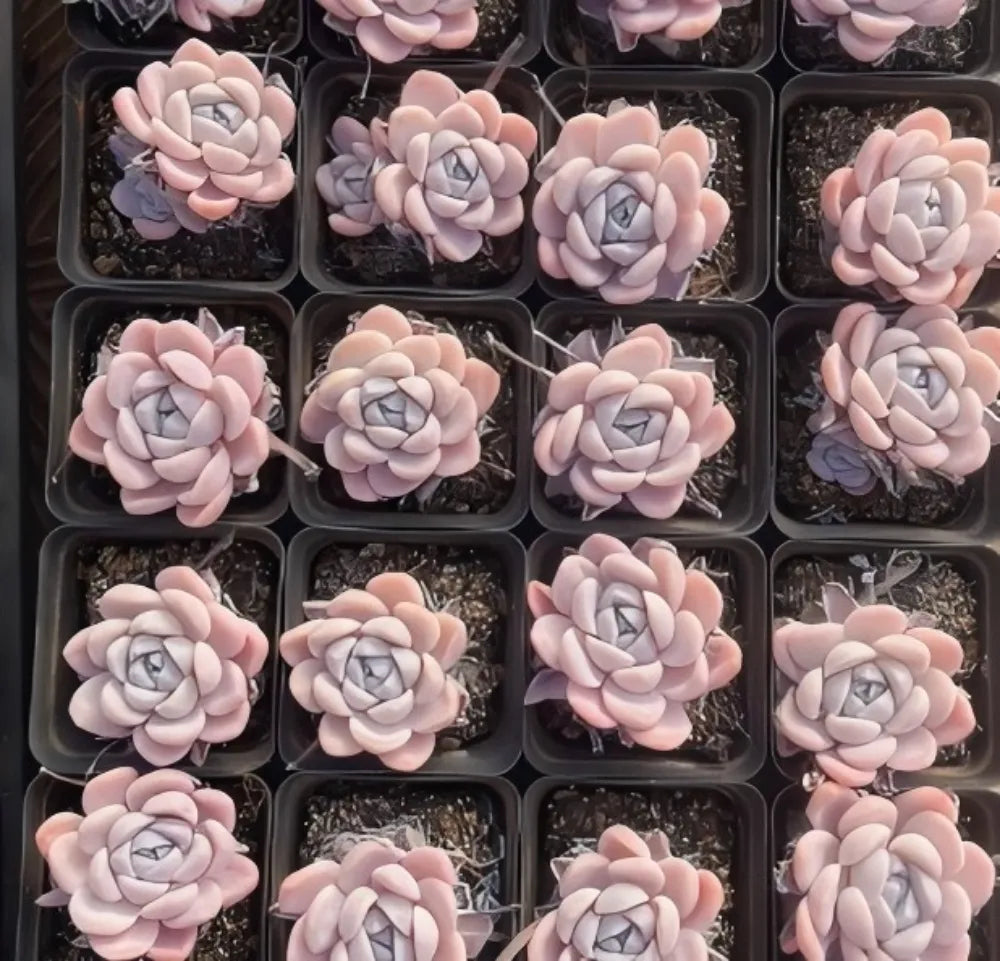 Echeveria Snow Mochi Soil Song