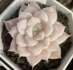 Echeveria succulent rosette with pale pink and cream petals, pale green center