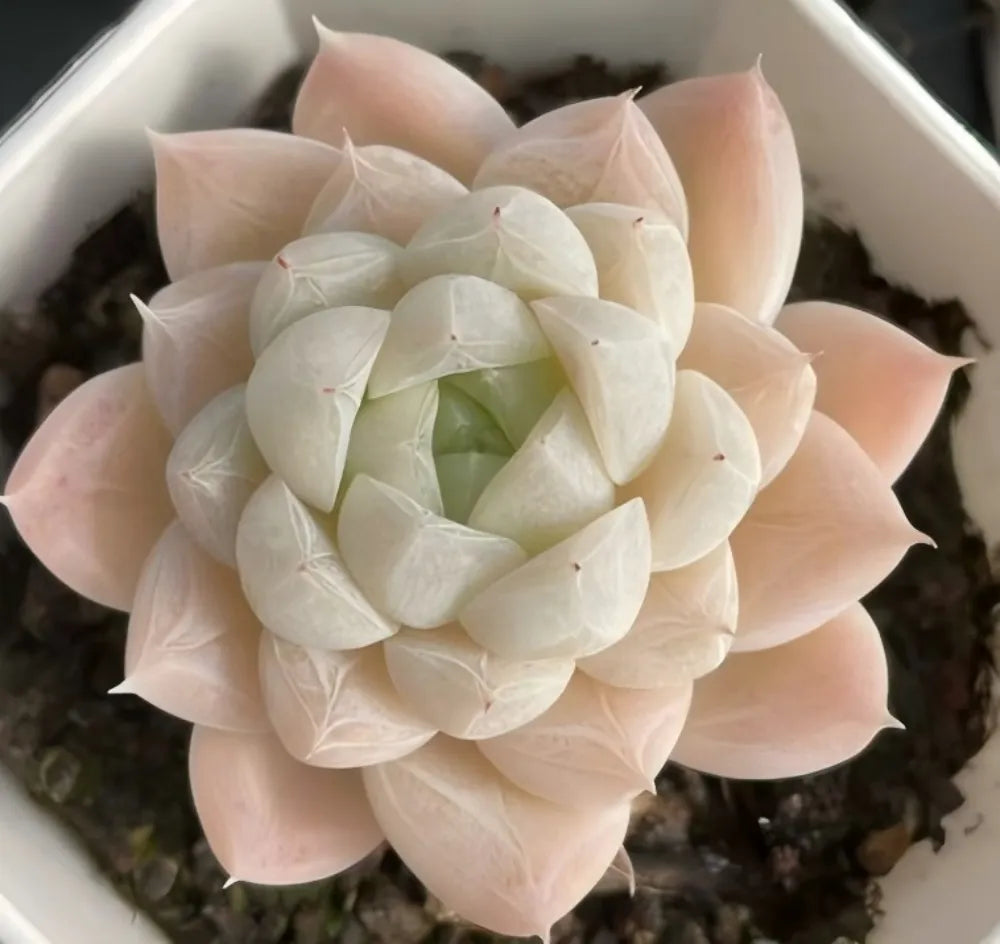 Echeveria Snow Tower Soil Song