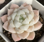 Echeveria Snow Tower Soil Song