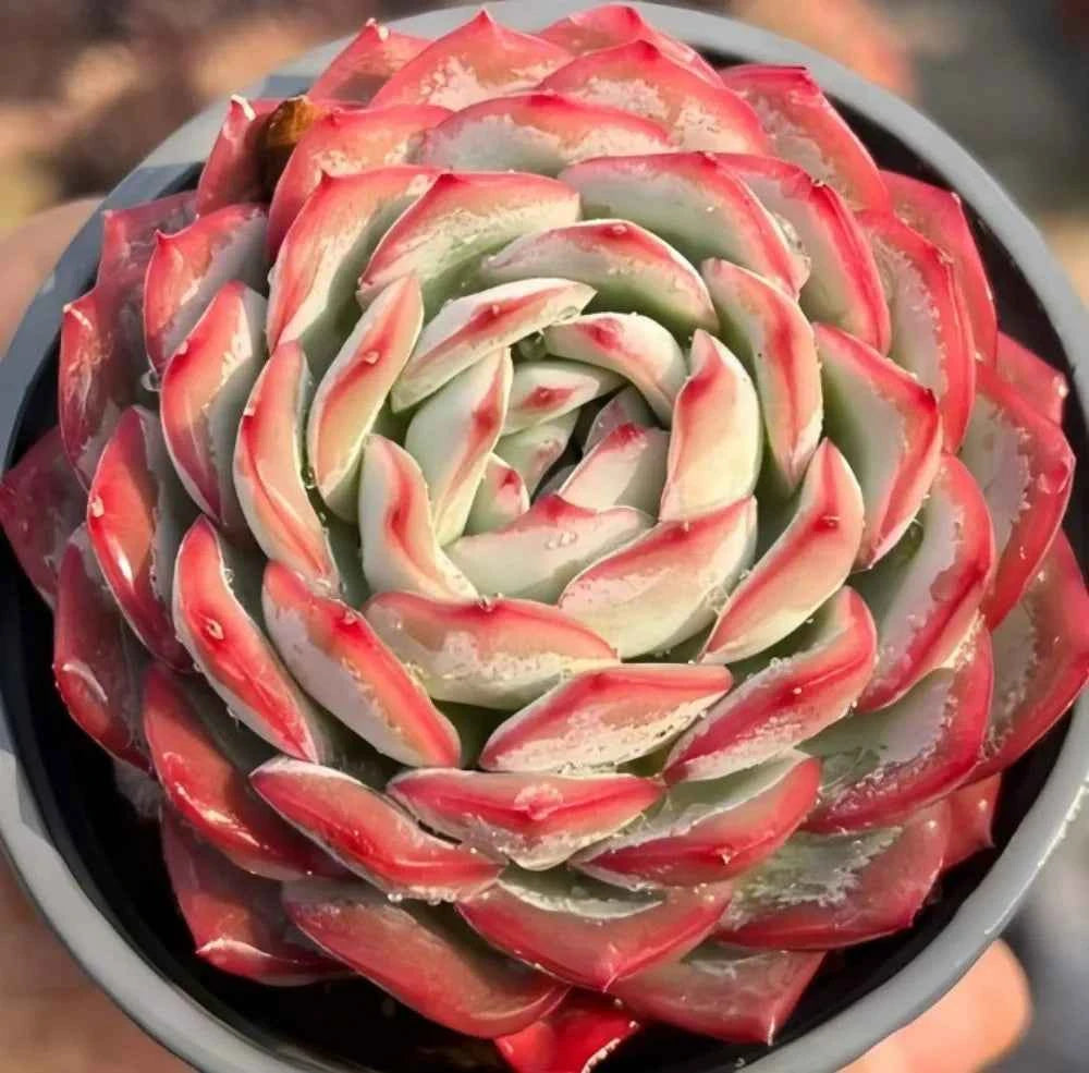 Succulent rosette with pale green center and red-pink outer leaves