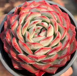 Echeveria Snowy Night Soil Song