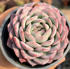 Succulent rosette with pale green leaves and pink-edged tips