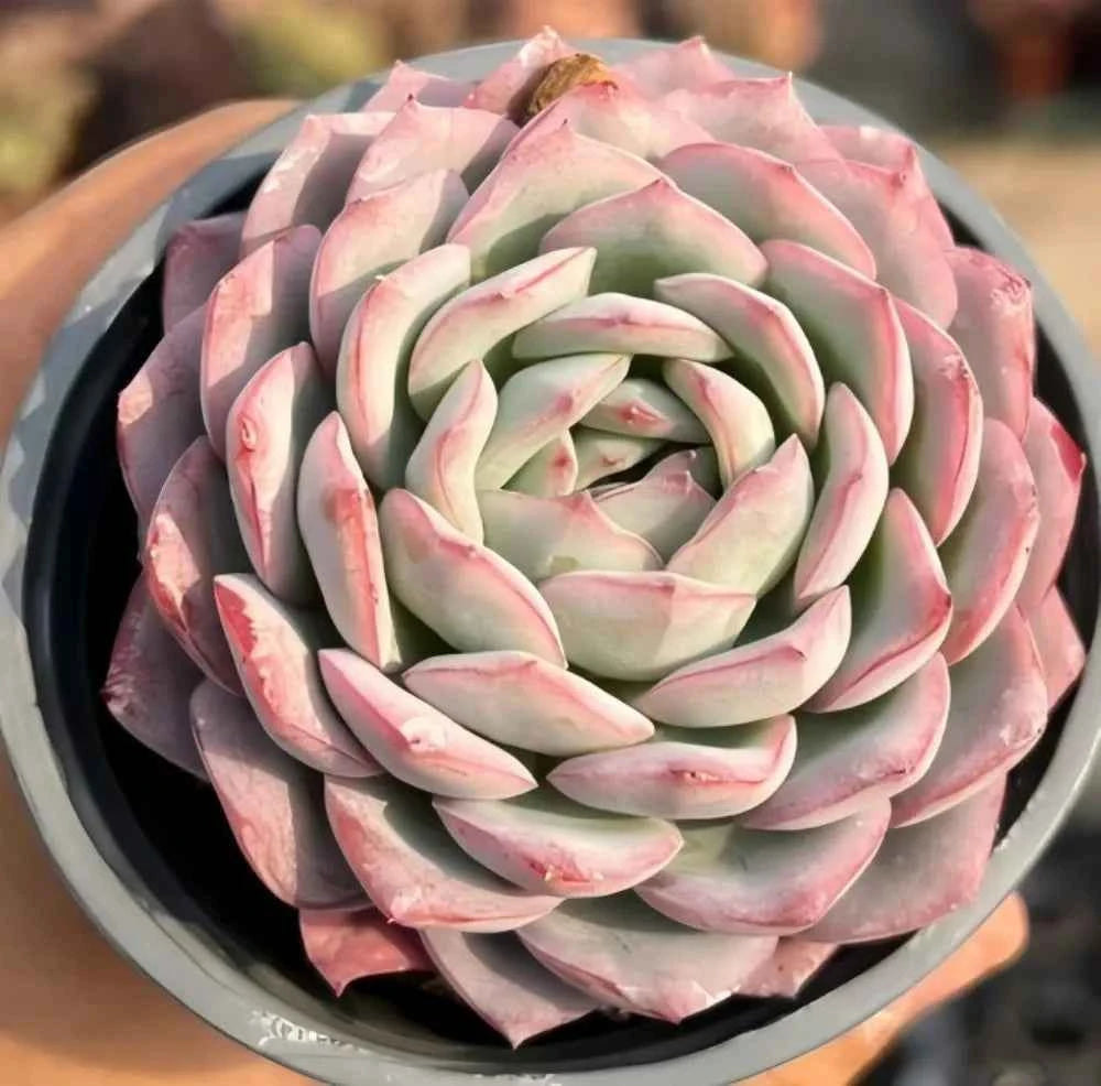 Succulent rosette with pale green leaves and pink-edged tips
