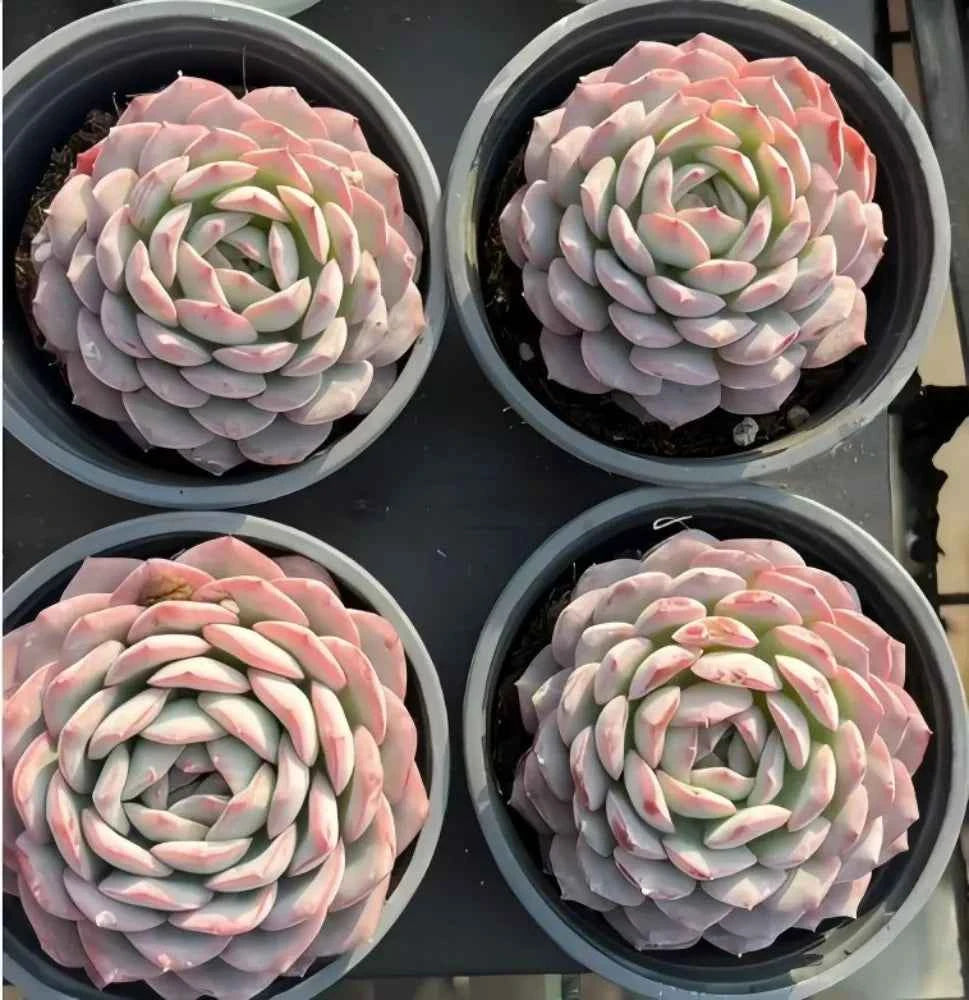 Four potted succulent rosettes with pale green leaves and pink edges