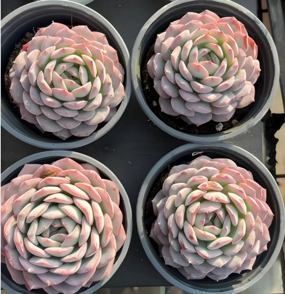 Echeveria Snowy Night Soil Song