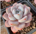 Blush pink and white echeveria rosette succulent with red-tinted speckled leaves