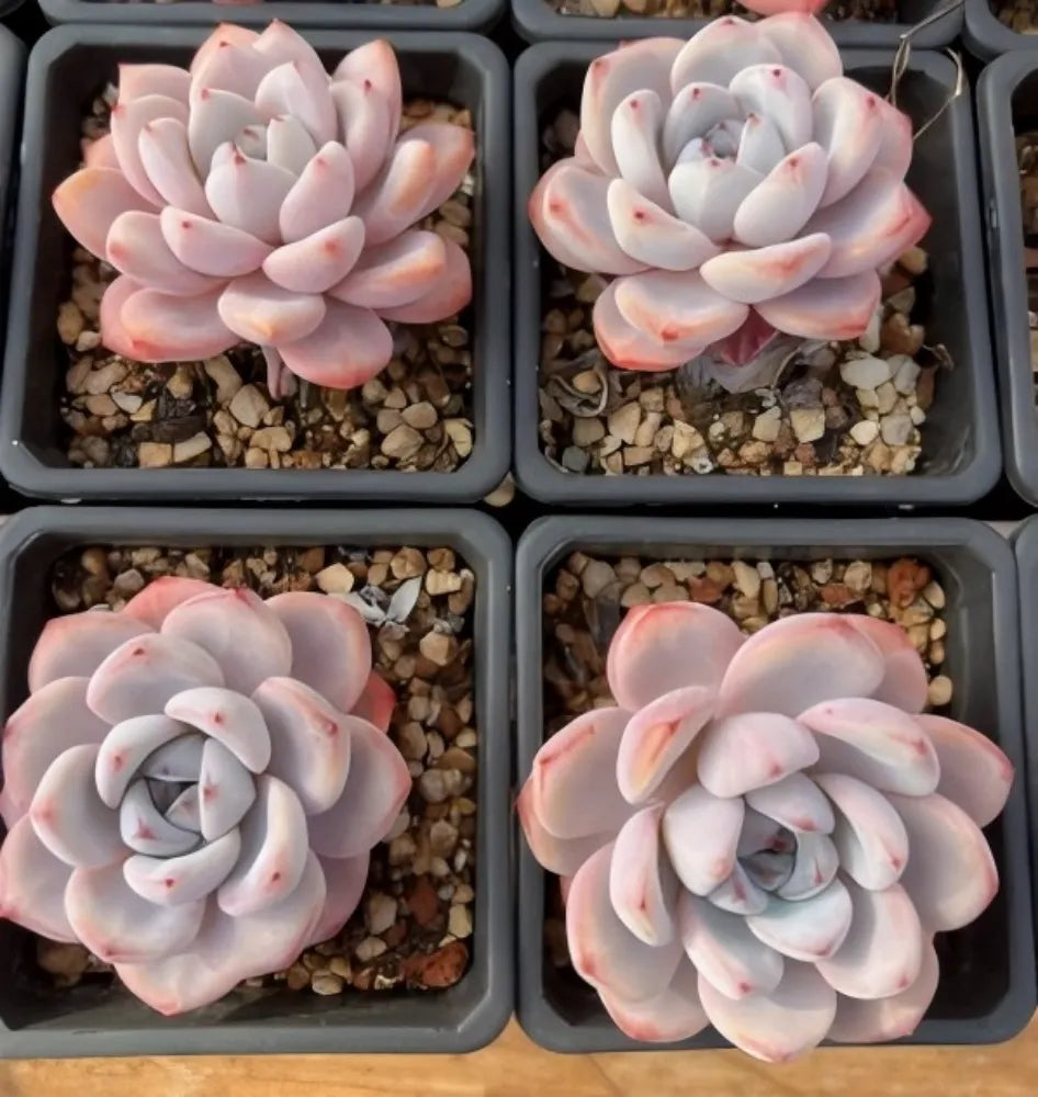 Four echeveria rosette succulent plants in plastic trays, white with blush pink tips