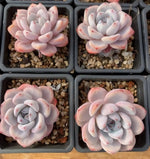 Echeveria Star Snow Soil Song