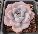 Echeveria Star Snow Soil Song