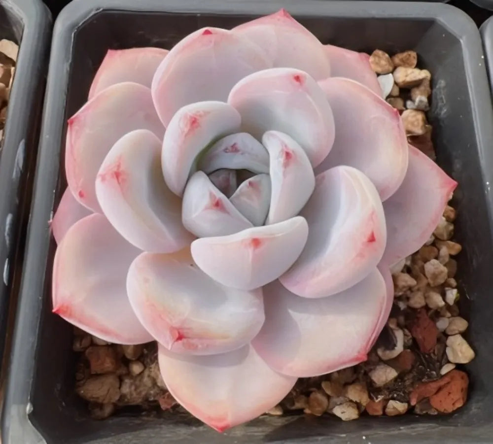 Pale white and blush pink echeveria rosette succulent with red speckled tips