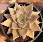 Echeveria Star Variegata Soil Song