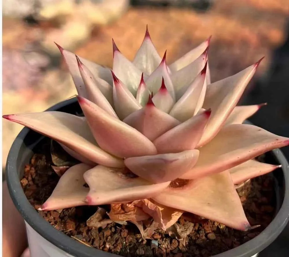 Variegated echeveria rosette in pot, cream-gray leaves with red-pink margins